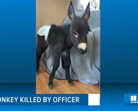 HeeHaw the baby donkey